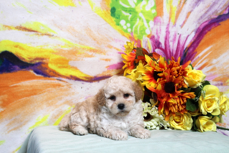 puppy, for, sale, Toy Poodle, Matthew B. Stoltzfus, dog, breeder, Gap, PA, dog-breeder, puppy-for-sale, forsale, nearby, find, puppyfind, locator, puppylocator, aca